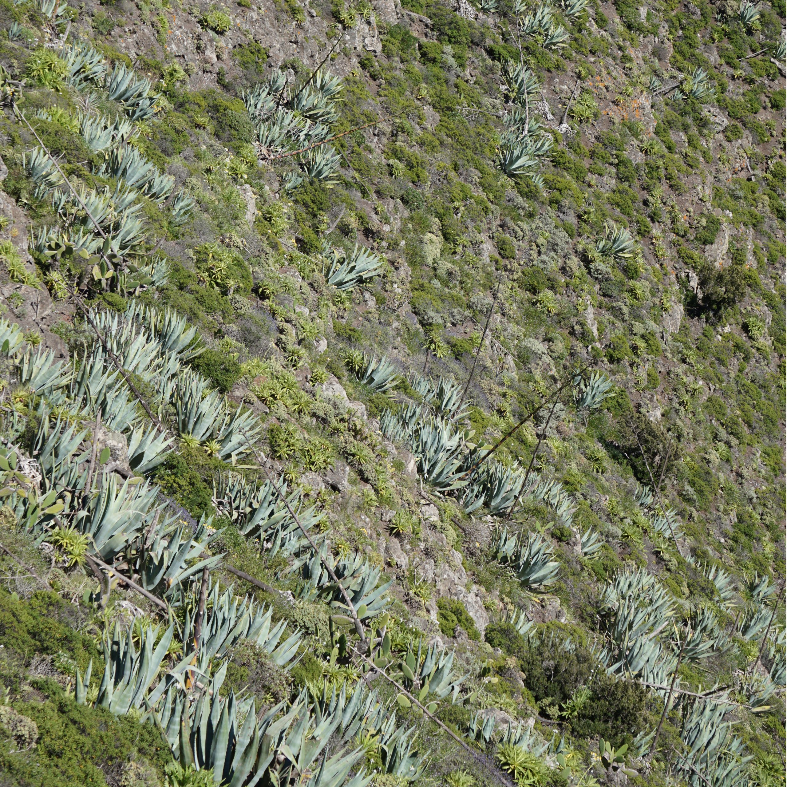 Kakteenhang im Teno Gebirge, Teneriffa Foto: Gabriele Riedel