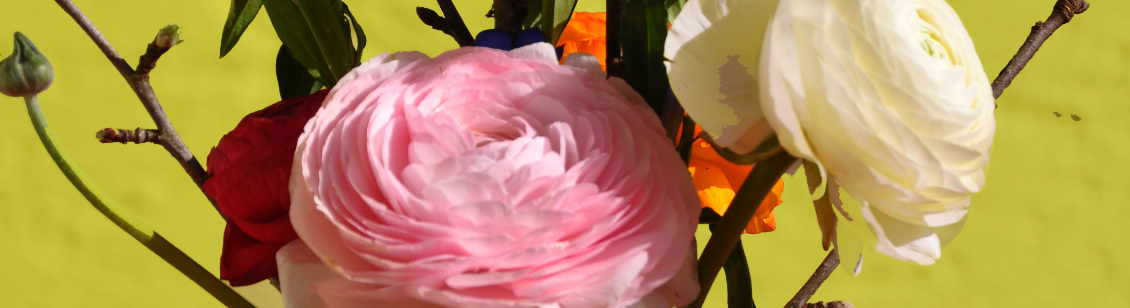 Stilleben, Fotografie copyright Gabriele Riedel, https://gabriele-riedel-art.de