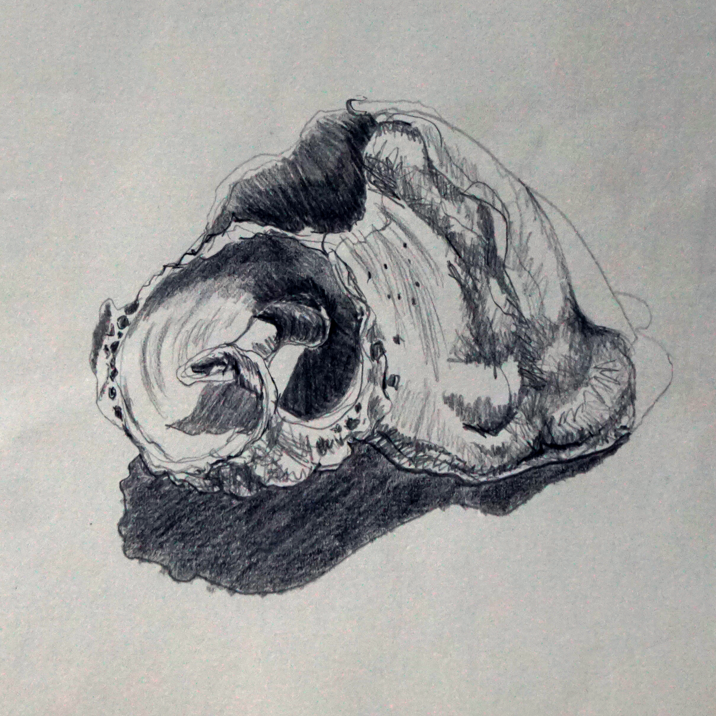 Strandmuschel, Bleistiftzeichnung, 17*17 cm